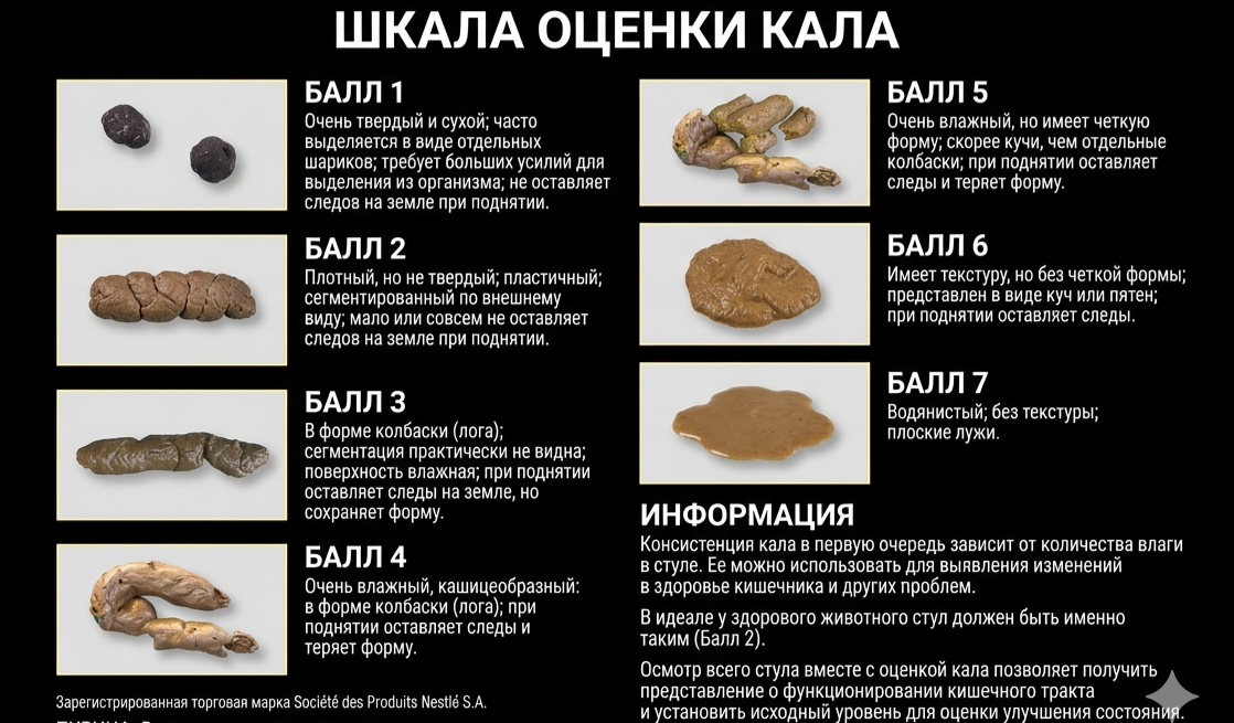 Шкала оценки кала